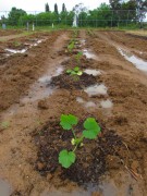 seedlings planted