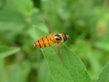 CC Orange striped hover fly by John Tann