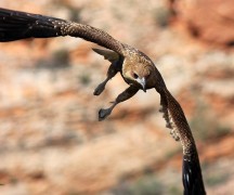 c-Cassandra Nichols - whistling kite (email)