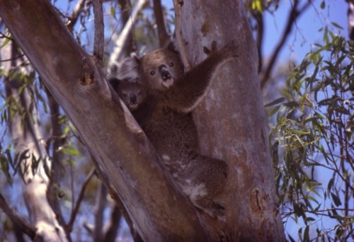 images-thumb_v5Yo9dBnrtEBcfCpZW_Pilliga_Koala