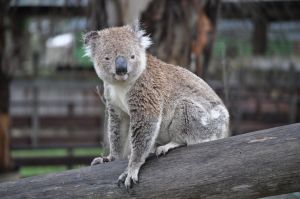 tablelands koalas