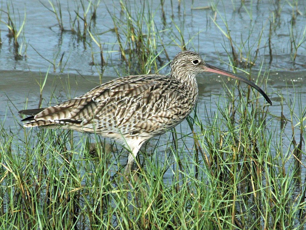 Endangered Eastern Curlew