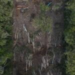 Macleay Living Sustainably — Habitat clearing underway