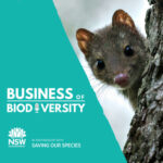 Podcast: Biodiversity Bites — Saving the Song of the Regent Honeyeater