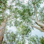 Get involved with Armidale’s March for Forests