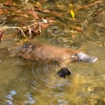 Springtime Platypus Picnic Afternoon Tea