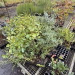 Armidale Tree Group Paddock Sale